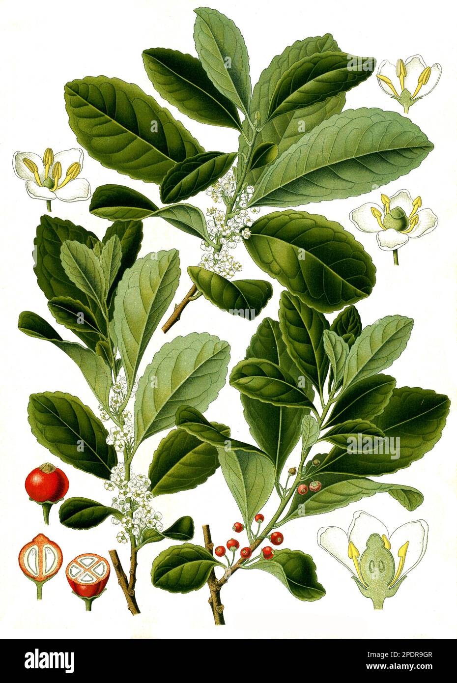 Heilpflanze, Mate-Strauch (Ilex paraguariensis), auch Matebaum genannt, ist eine Pflanzenart aus der Gattung der Stechpalmen, Historisch, digital restaurierte Reproduktion von einer Vorlage aus dem 18. Jahrhundert Stock Photo