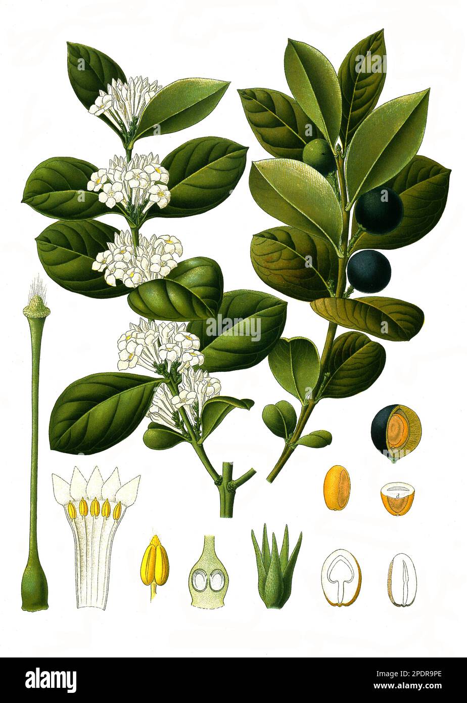 Heilpflanze, Acocanthera abyssinica, Acokanthera sind eine Pflanzengattung innerhalb der Familie der Hundsgiftgewächse, Historisch, digital restaurierte Reproduktion von einer Vorlage aus dem 18. Jahrhundert Stock Photo