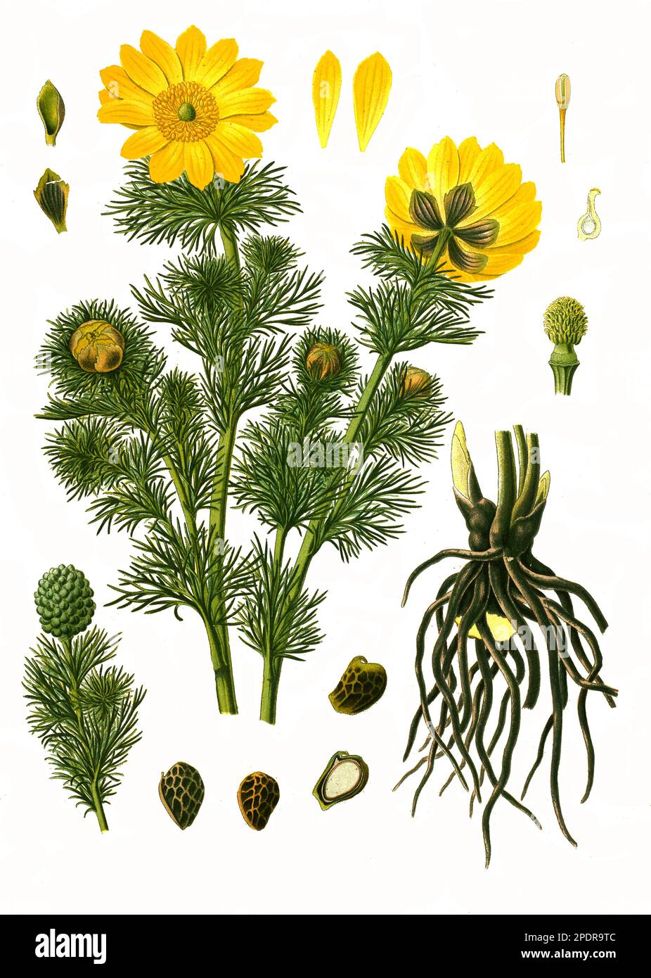 Heilpflanze, Frühlings-Adonisröschen oder der Frühlings-Adonis (Adonis vernalis), Historisch, digital restaurierte Reproduktion von einer Vorlage aus dem 18. Jahrhundert Stock Photo