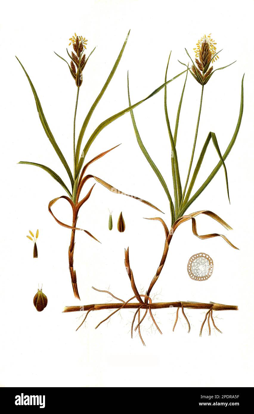 Heilpflanze, Sand-Segge (Carex arenaria) ist eine Pflanzenart aus der Gattung der Seggen, Historisch, digital restaurierte Reproduktion von einer Vorlage aus dem 18. Jahrhundert Stock Photo