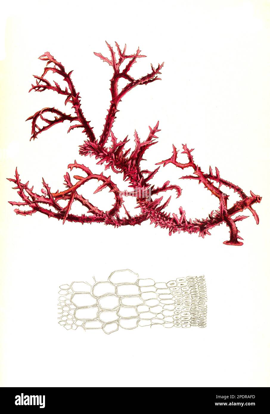 Nutzpflanze, Eucheuma spinosum, zur Carrageenherstellung genutzte Algenart, Historisch, digital restaurierte Reproduktion von einer Vorlage aus dem 18. Jahrhundert, Stock Photo
