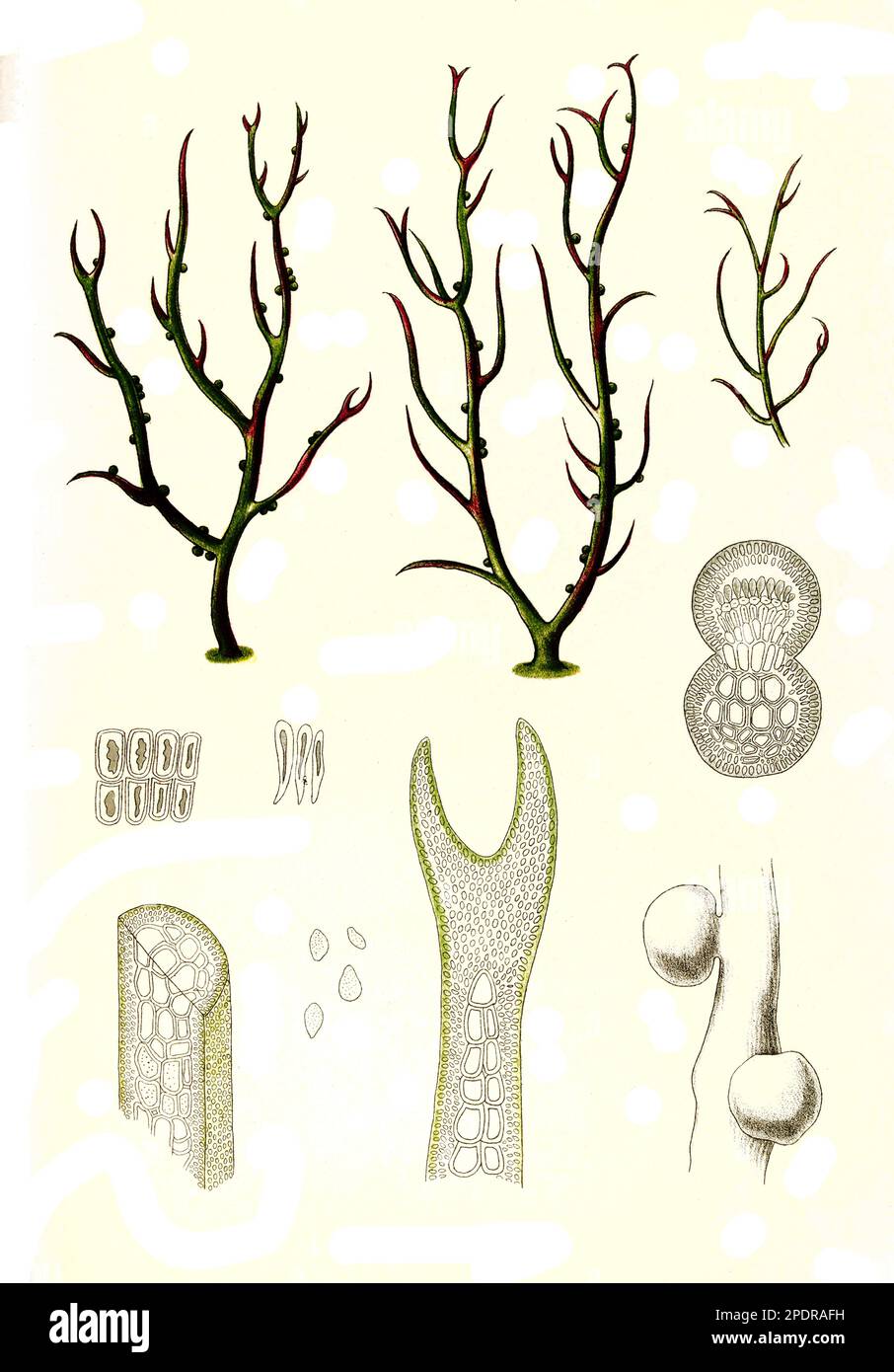 Gracilaria lichenoides greville, Gracilaria ist eine Gattung von Rotalgen (Rhodophyta), die für ihre wirtschaftliche Bedeutung als Agarophyt sowie für ihre Verwendung als Nahrungsmittel für Menschen und verschiedene Arten von Schalentieren bekannt ist, Historisch, digital restaurierte Reproduktion von einer Vorlage aus dem 18. Jahrhundert, Stock Photo