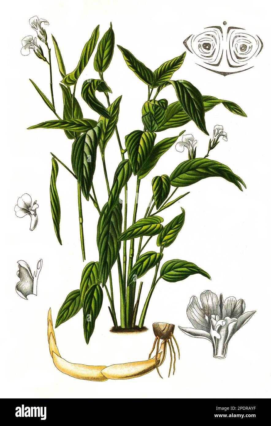Maranta arundinacea ist eine Nutzpflanze. Aus ihr wird das sogenannte Pfeilwurzelmehl gewonnen, Pfeilwurz, Historisch, digital restaurierte Reproduktion von einer Vorlage aus dem 18. Jahrhundert, Stock Photo