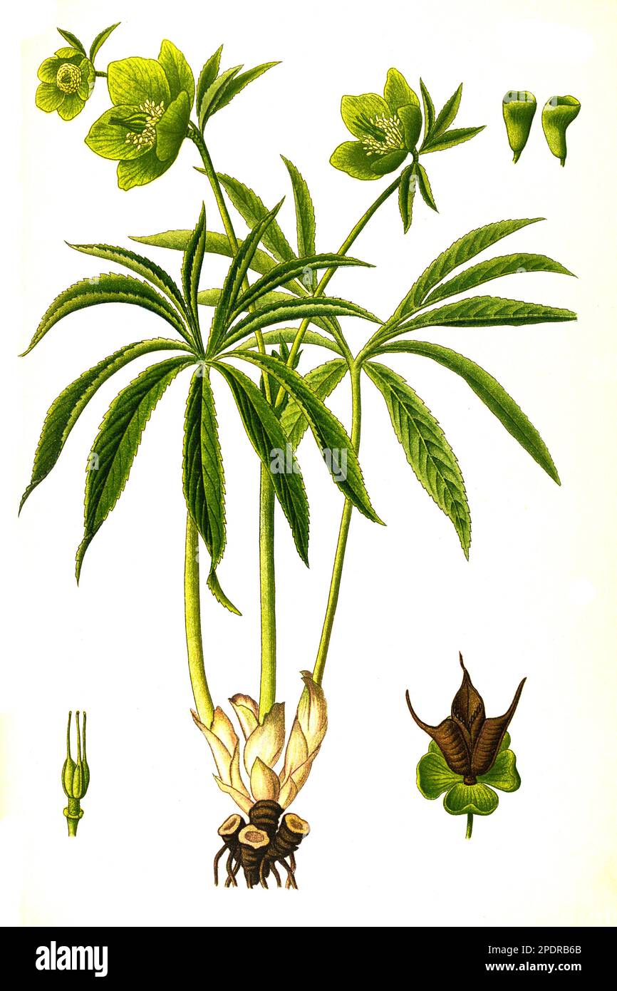 Heilpflanze, Grüne Nieswurz (Helleborus viridis) ist eine Pflanzenart in der Gattung der Nieswurzen, Historisch, digital restaurierte Reproduktion von einer Vorlage aus dem 18. Jahrhundert, Stock Photo