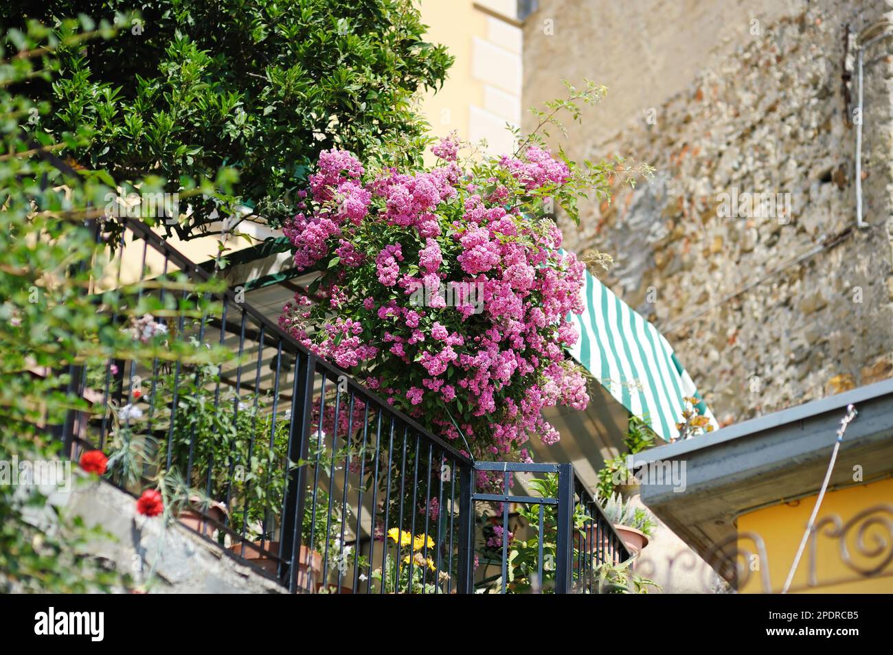 Beautiful rose bushes blossoming on the street of Corniglia in the ...