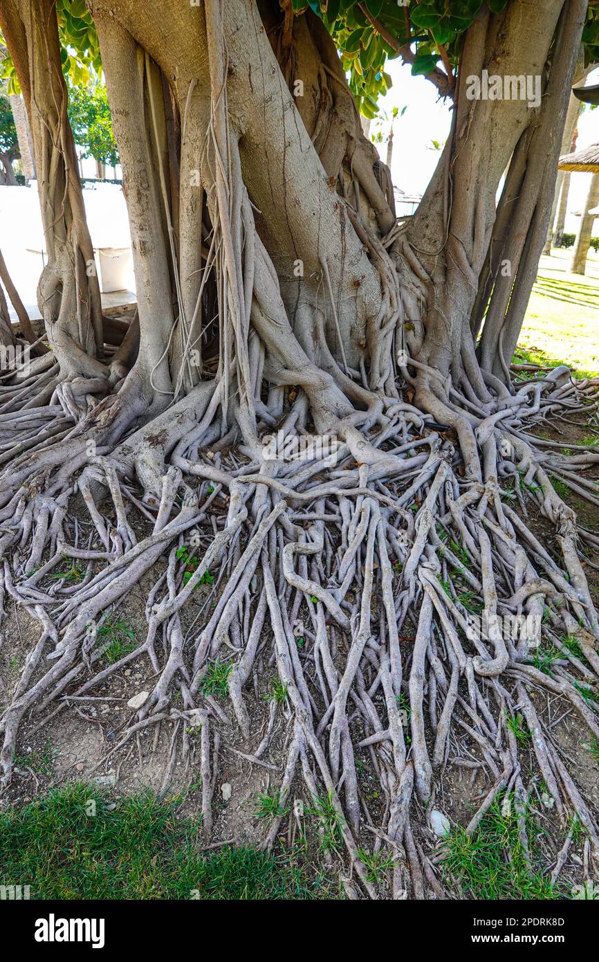 Aerial roots of monstera plant, rubber plant, Swiss cheese plant