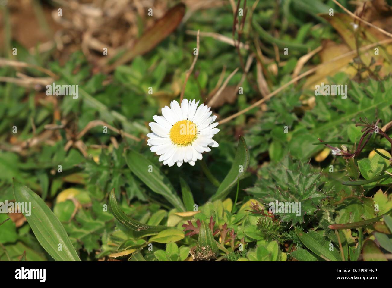 Daisy flower on meadow Stock Photo