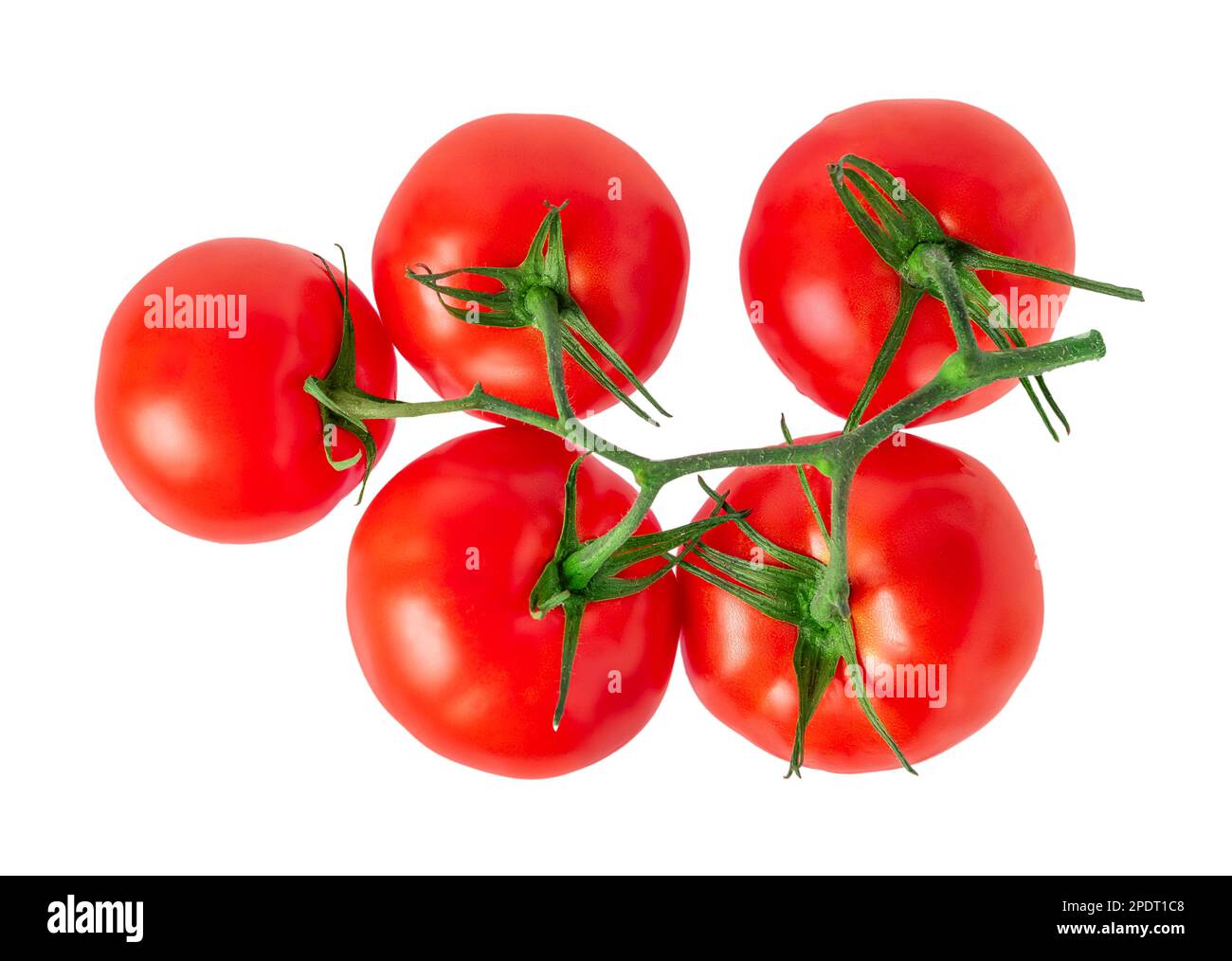 Red tomatoes on branch on white background isolated with clipping path ...