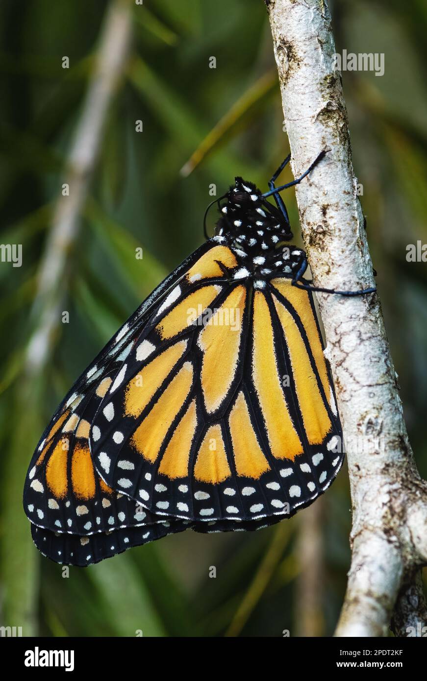 Monarch butterfly population moves closer to extinction