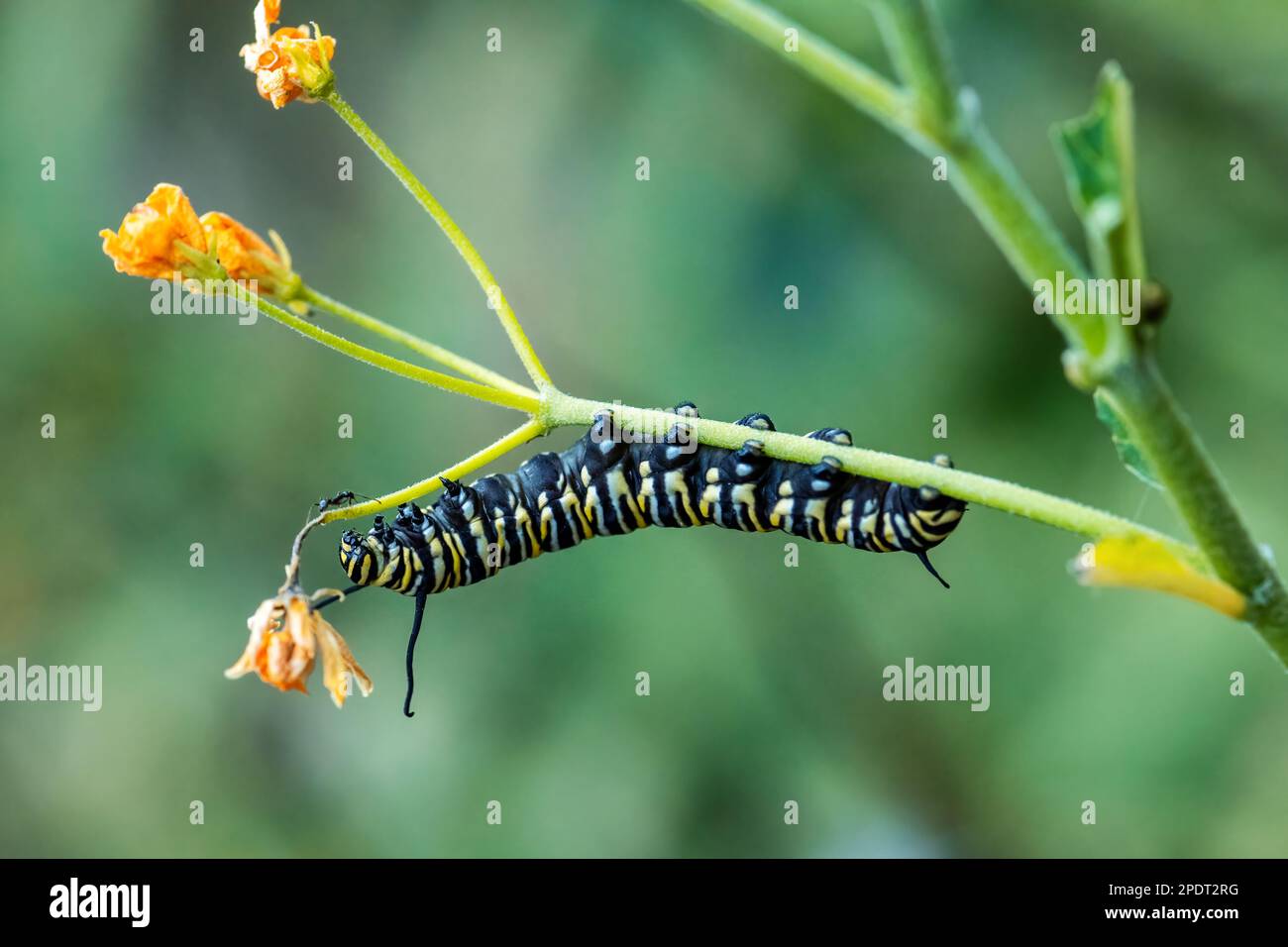 Monarch butterfly Danaus plexippus, beautiful popular orange