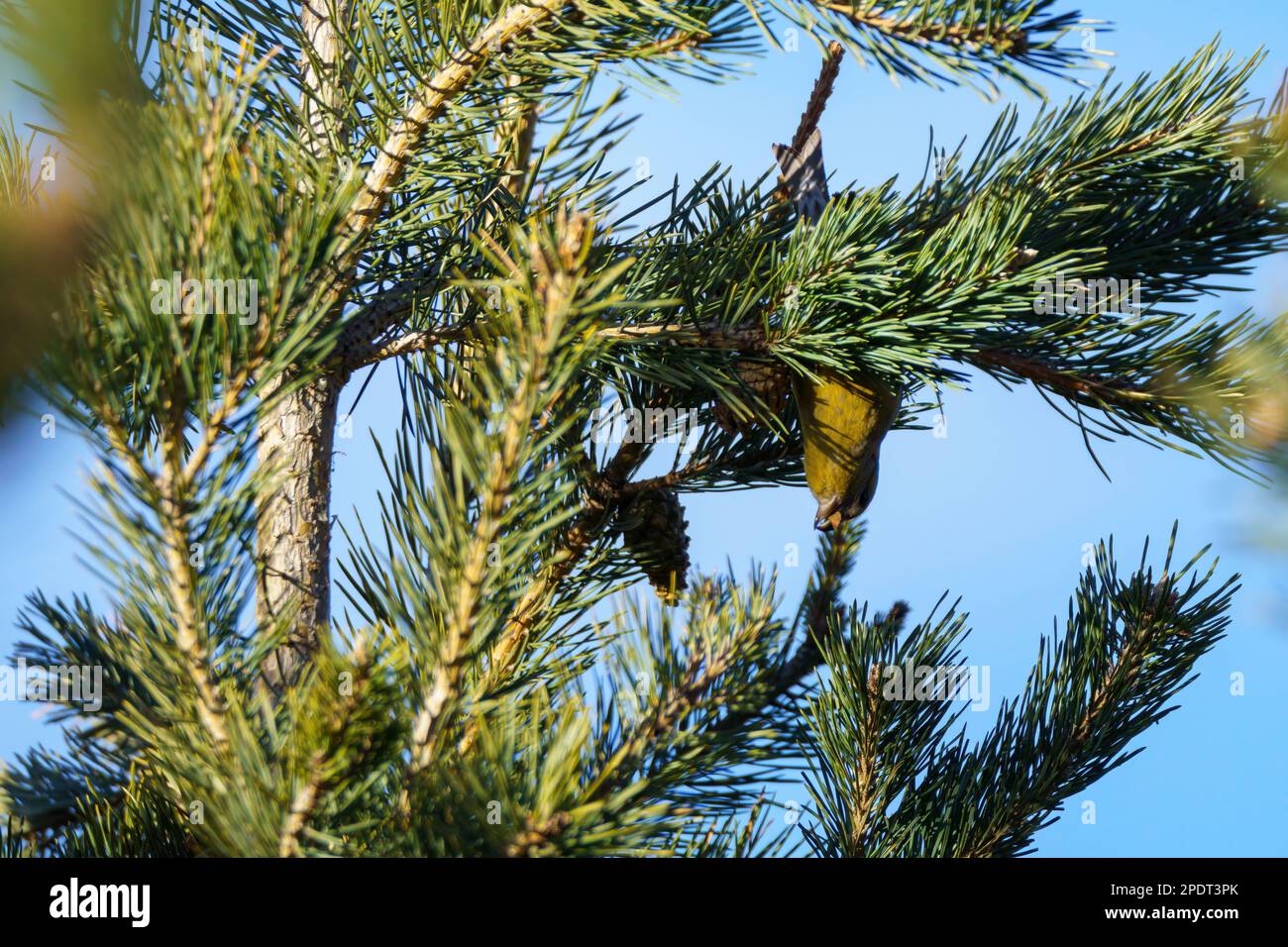 Upside down bird eating from the branches of a pine tree Stock Photo Alamy
