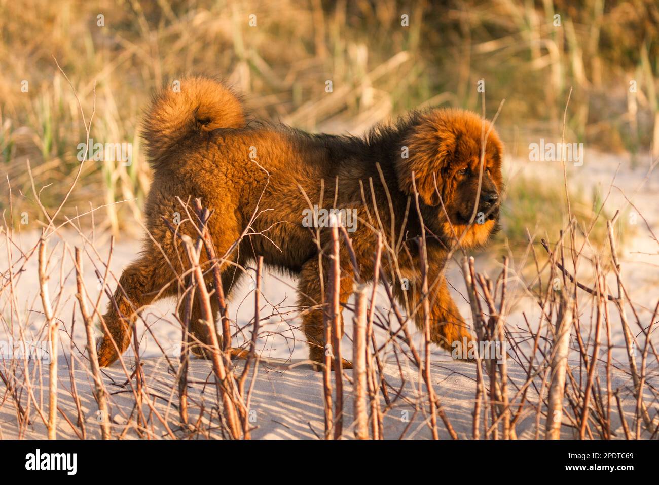 Red tibetan mastiff puppy on the beach. Stock Photo