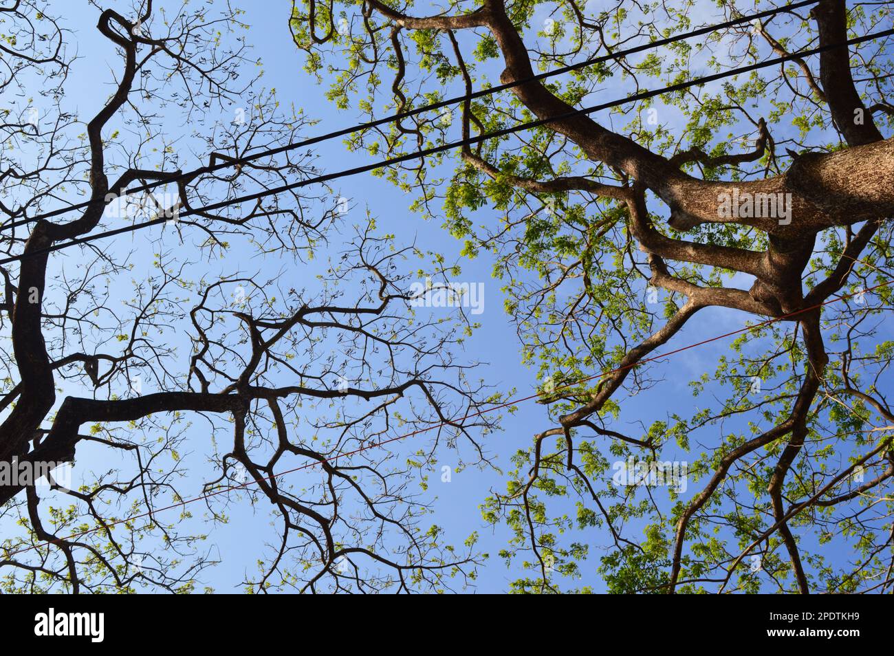 Oak tree from bottom to top hi-res stock photography and images - Alamy