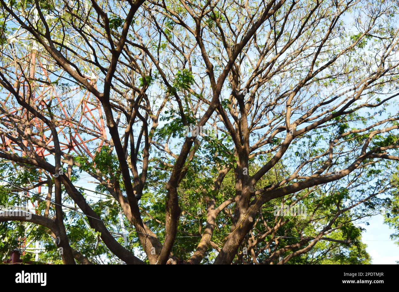 Oak tree from bottom to top hi-res stock photography and images - Alamy