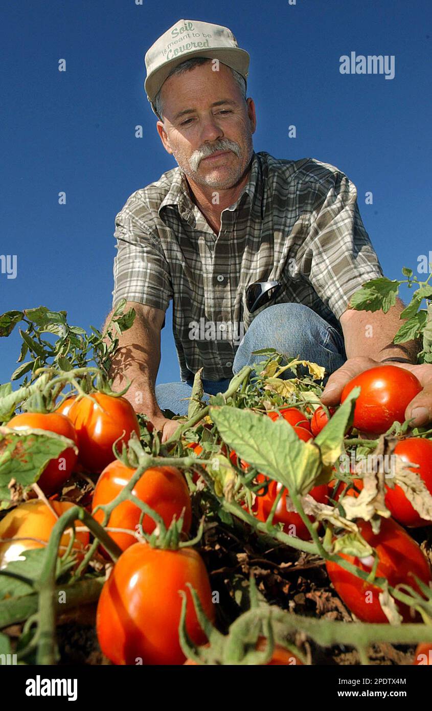 Bruce Rominger checks up on a crop of tomatoes at his farm near Winters ...