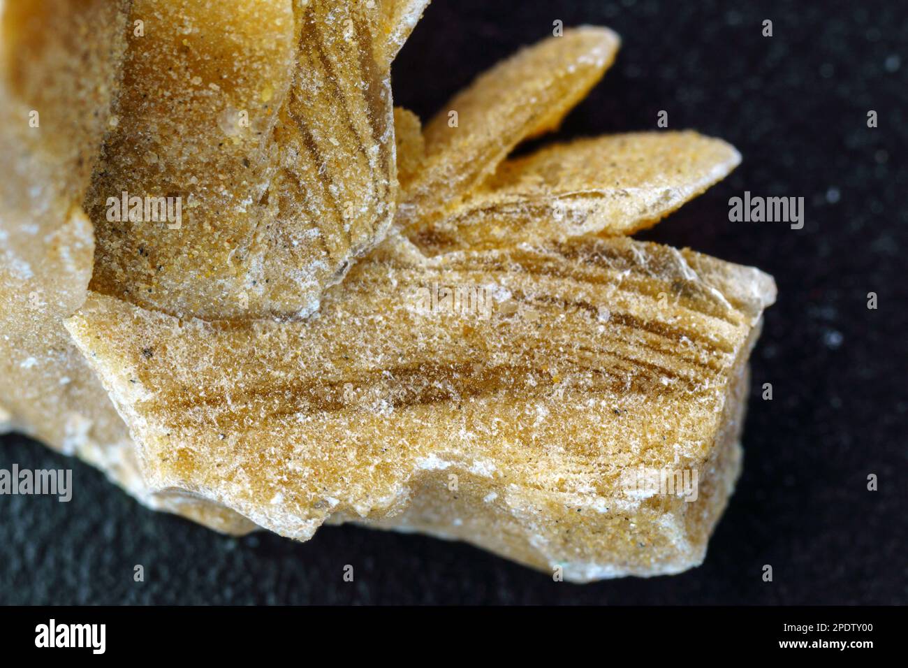 Desert rose. Rock composed of gypsum close up, crystals that resemble ...