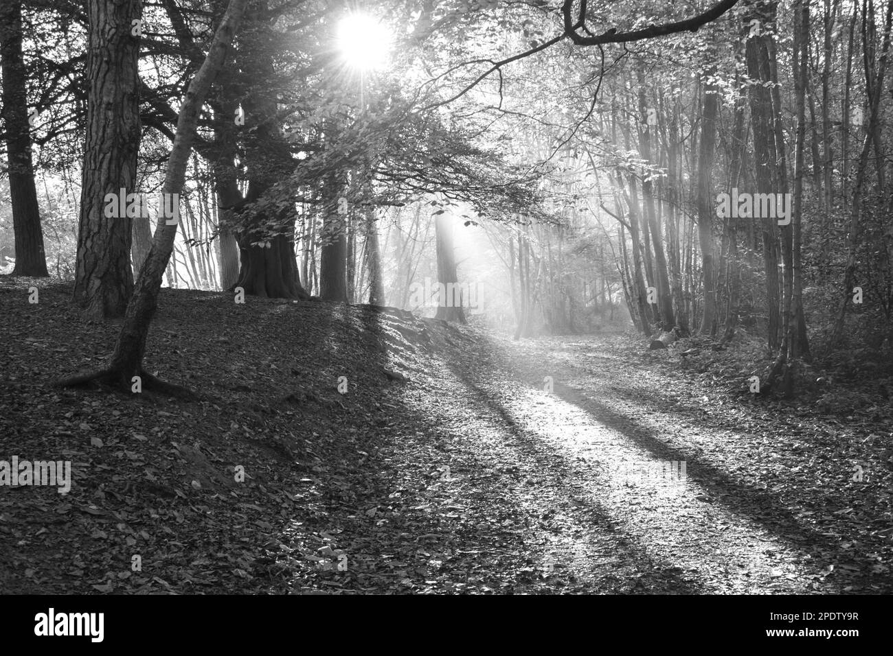 Morning light shining through the froest trees casting long shadows on the leafy ground Stock Photo