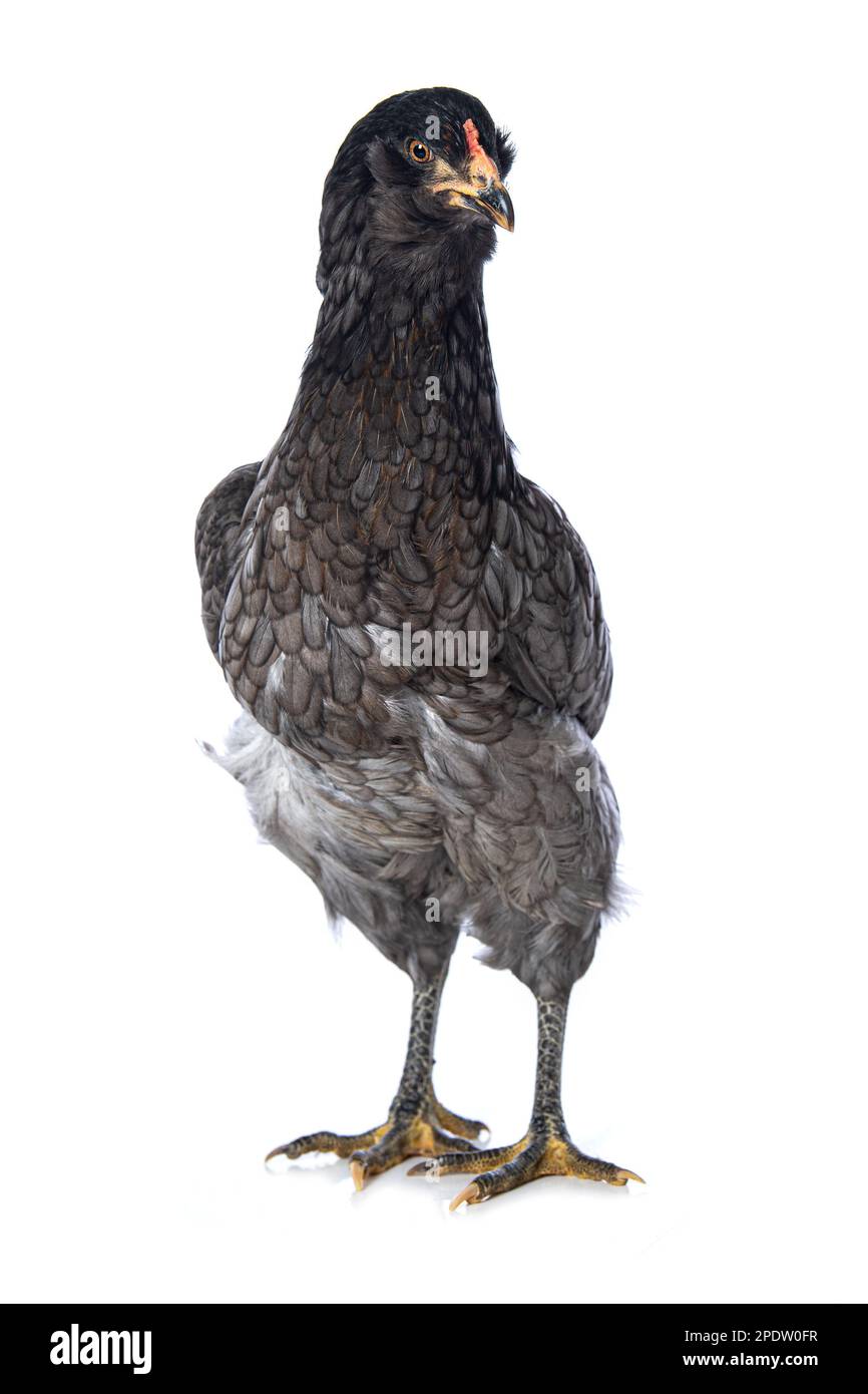 Hen isolated on white background Stock Photo