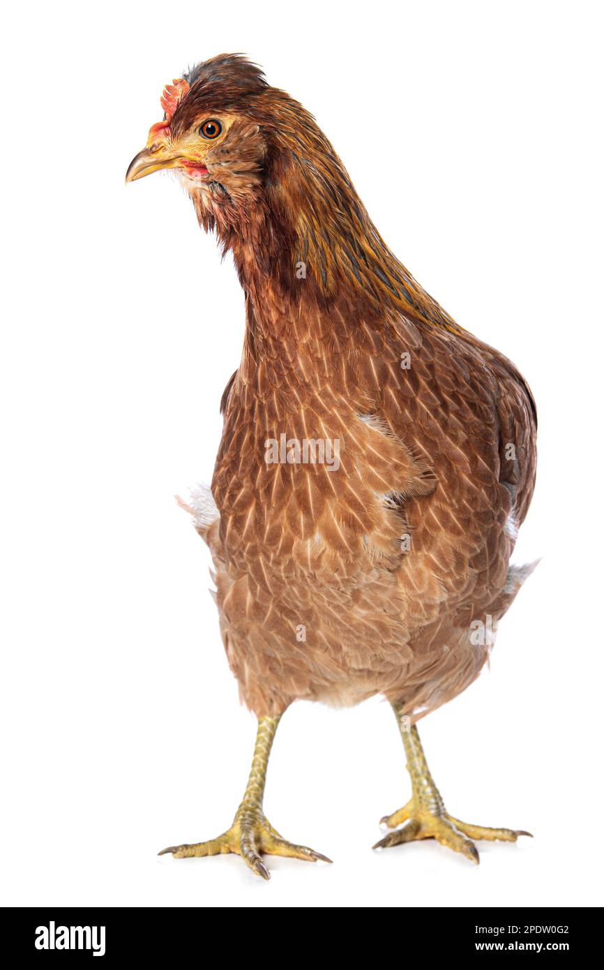 Araucana hen isolated on white background looks to the camera Stock Photo