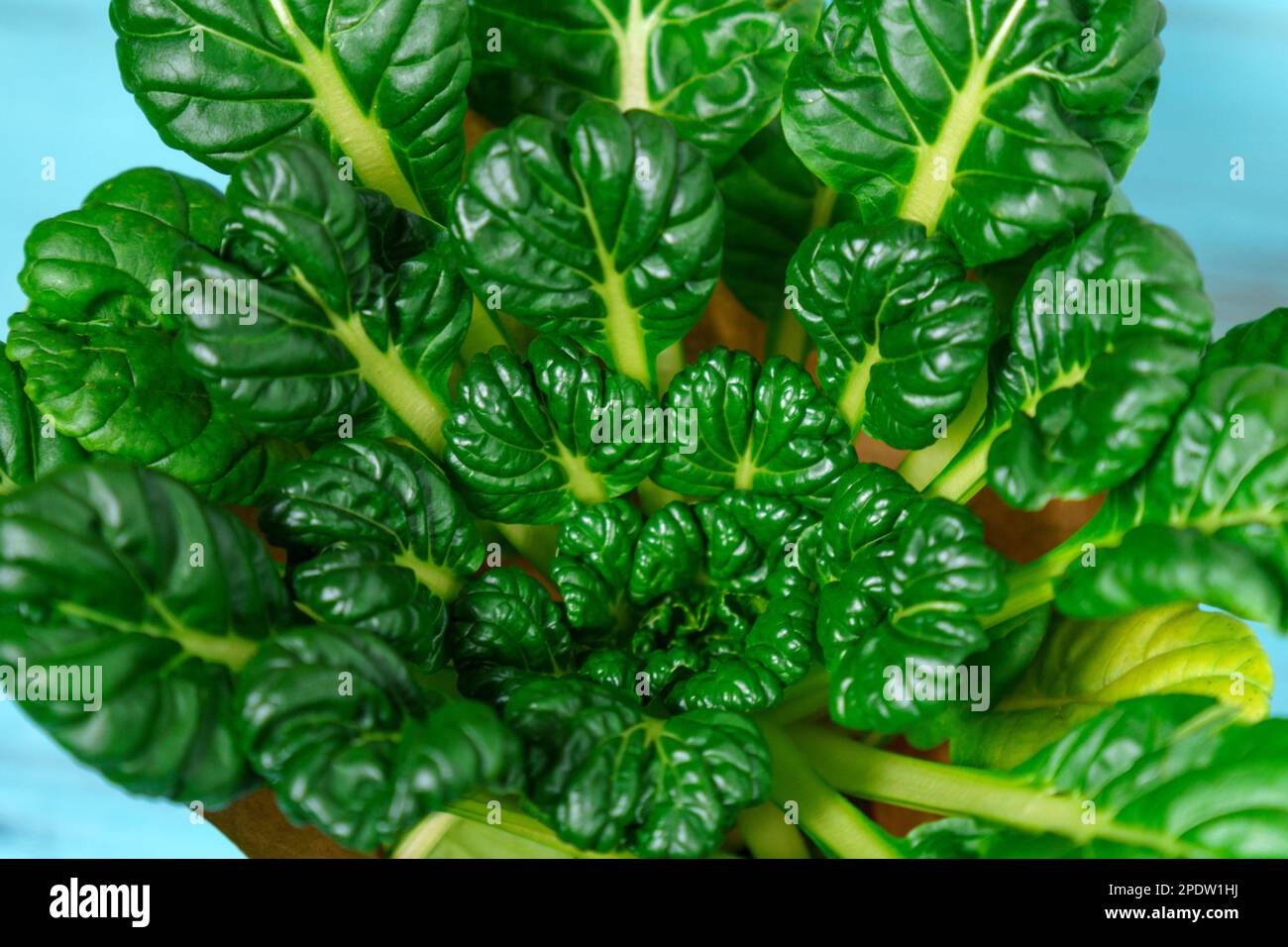 Tatsoy is an Asian variety of Brassica rapa, grown for cooking vegetables. Chinese cabbage Tatsoi. Stock Photo