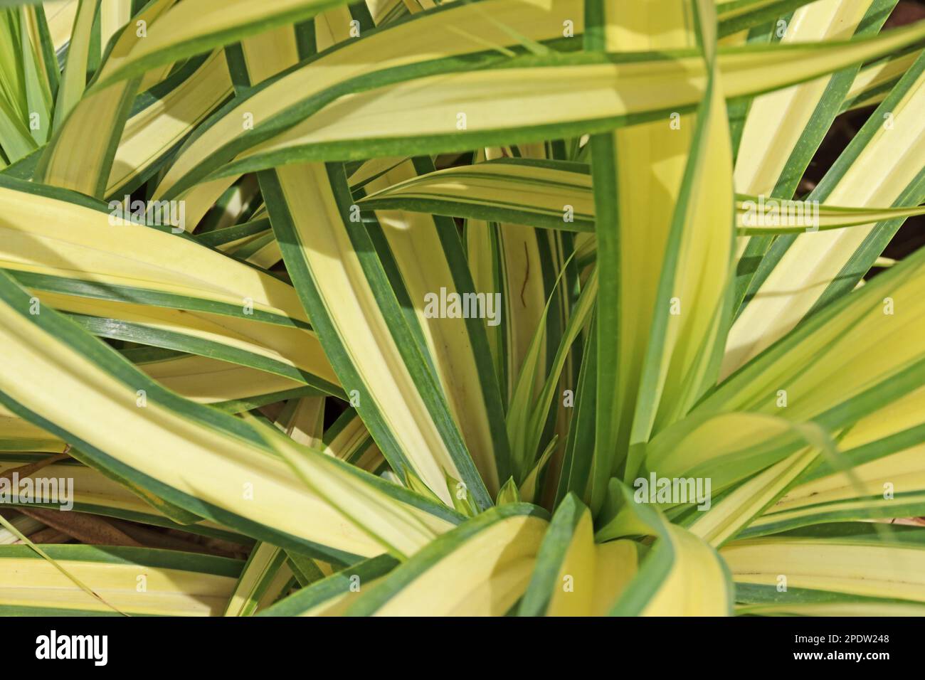 Variegated foliage of Yucca Filamentosa plant Stock Photo