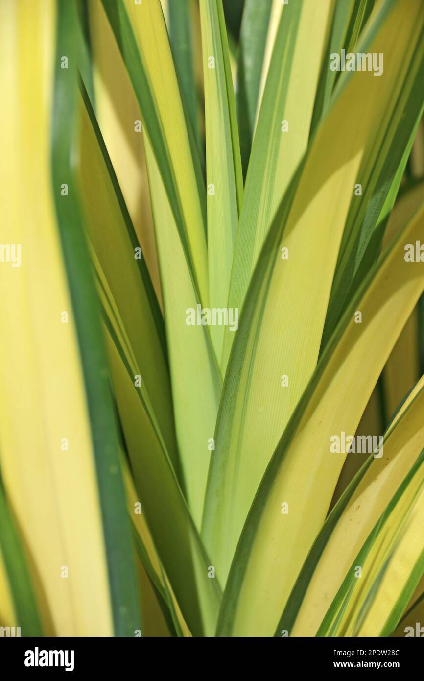 Variegated foliage of Yucca Filamentosa plant Stock Photo