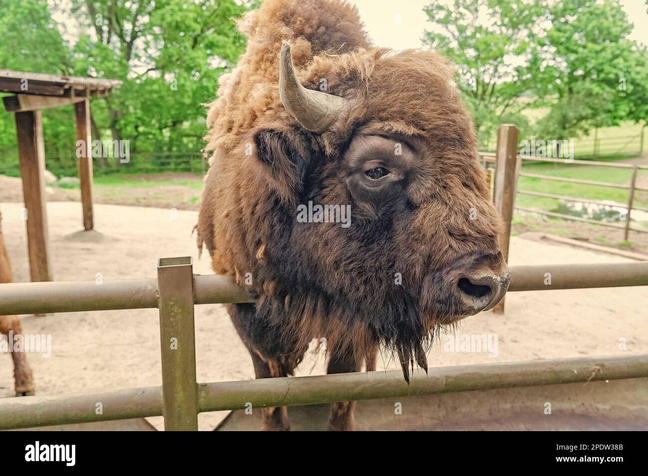 big bison head in zoo park outdoor Stock Photo - Alamy