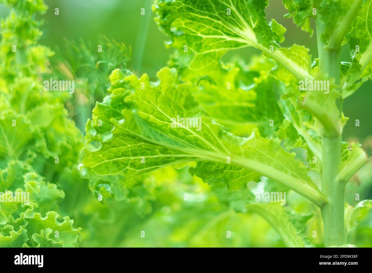 Green lettuce plants in the summer garden, close-up on the beds in the vegetable garden. Gardening, plants in the open field. Selective focus Stock Photo