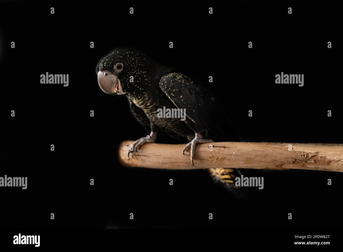 A female Australian red tailed black cockatoo (Calyptorhynchus banksii) with a black background Stock Photo