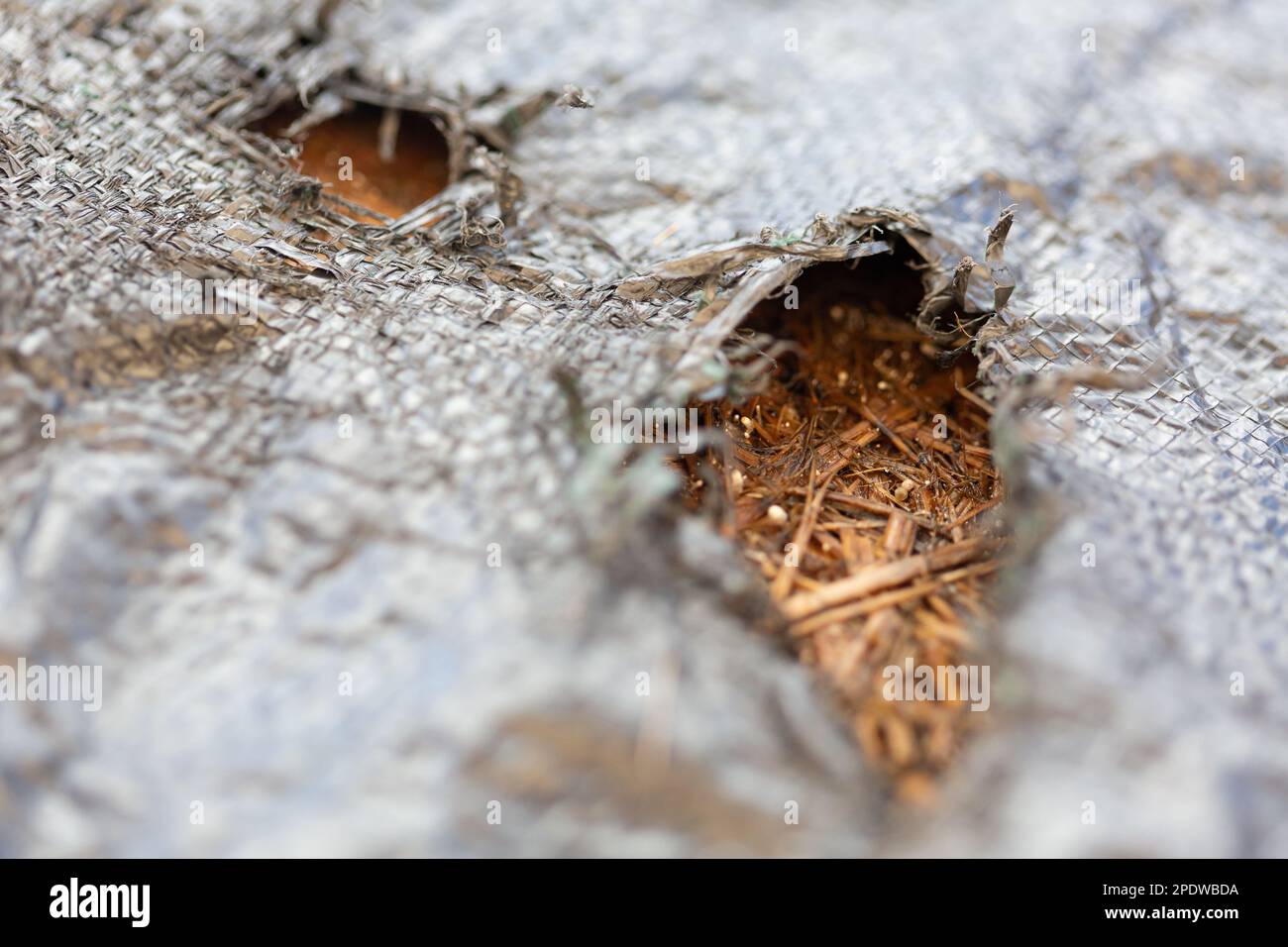 Moldy hay after rain got inside through hole, nasty fungus on an animal