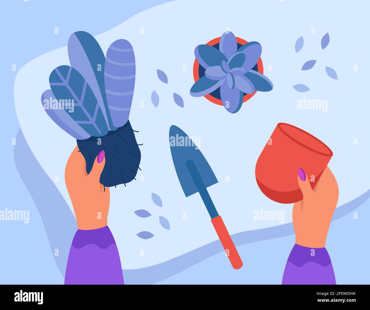 Hands of florist or gardener putting plant with soil in pot Stock