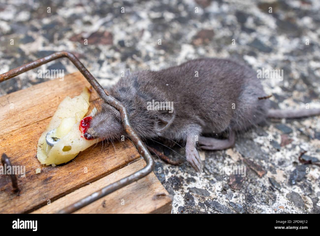 Mausefalle mit Maus Stock Photo
