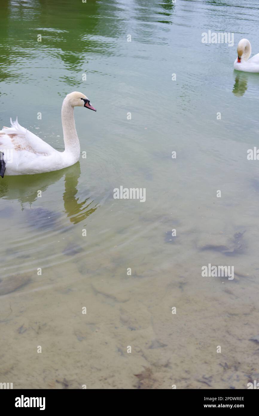 White swan swimming at lake in a cold day Stock Photo - Alamy