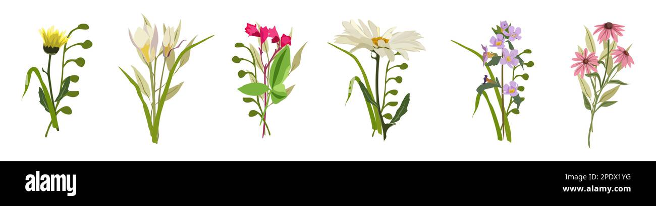 Beautiful bouquets with wild flowers vector set Stock Vector Image ...