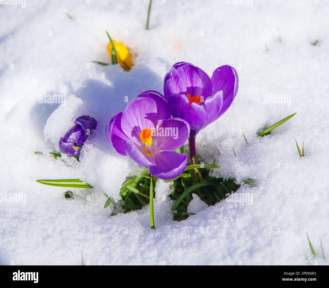 blooming crocusses covered with a fresh layer of march snow Stock Photo