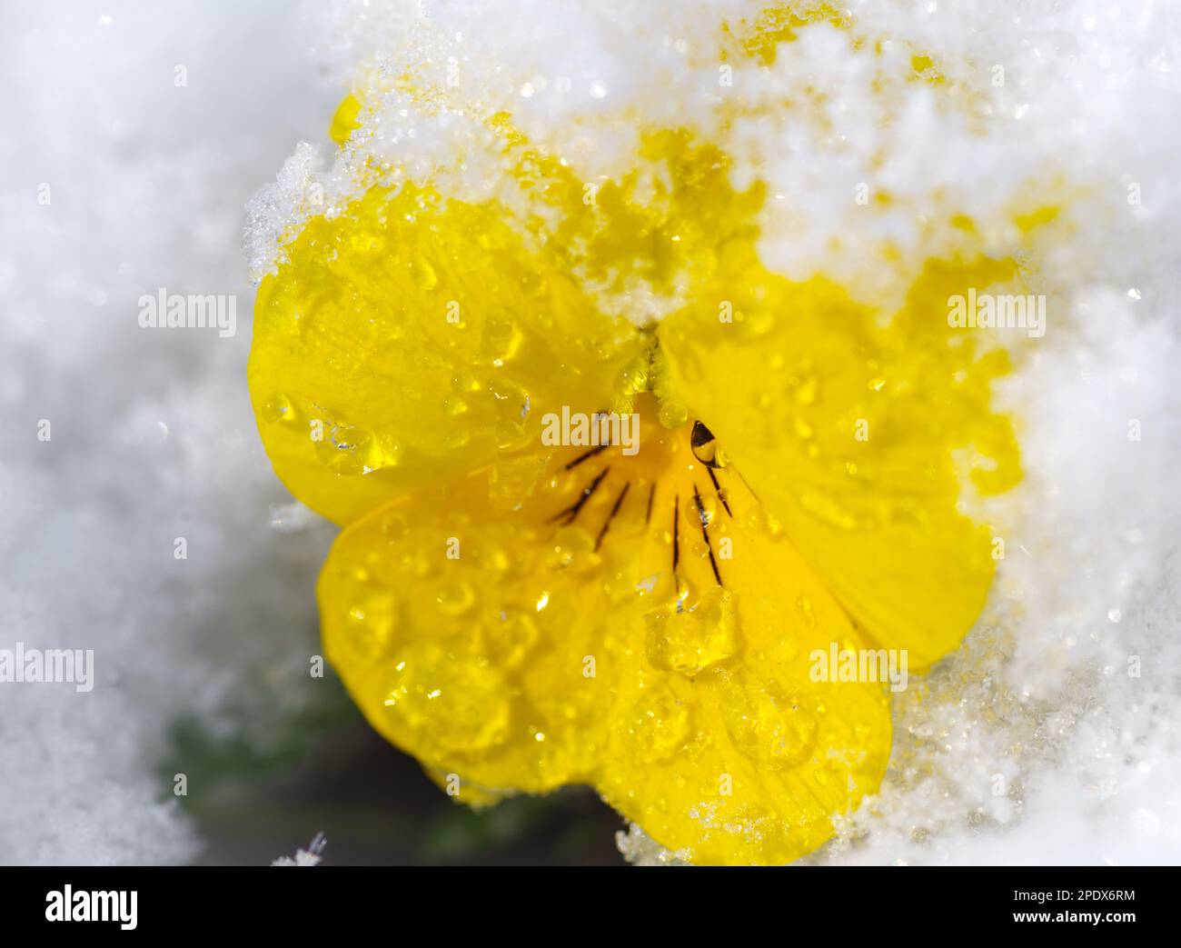 closeup of a blooming yellow pansy flower covered with snow Stock Photo