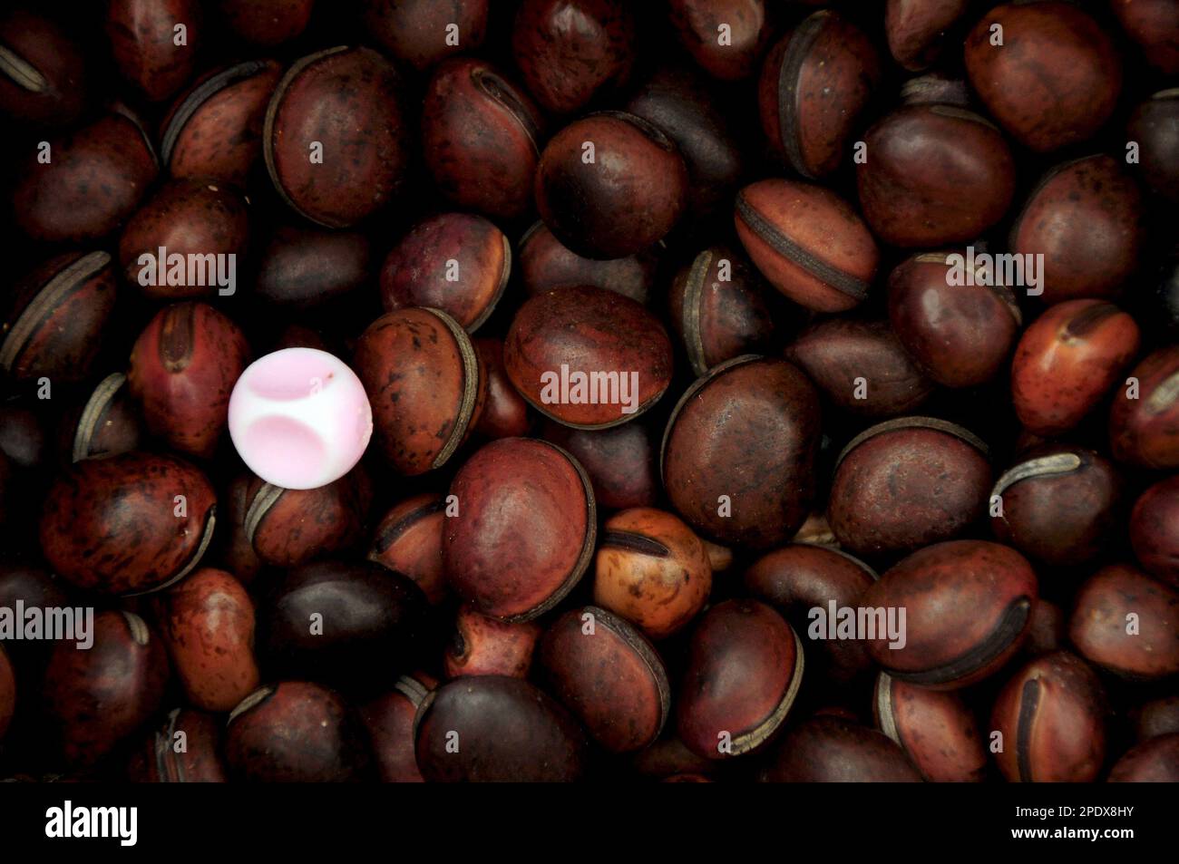 Background full of canavalia bonariensis seeds and a pink colored marble on them Stock Photo