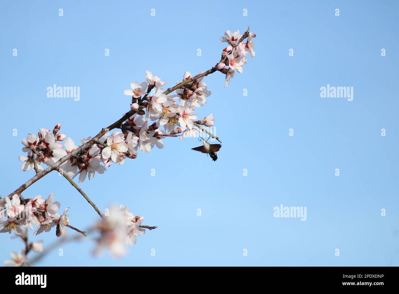 Esfinge colibrí La vida en flor Stock Photo
