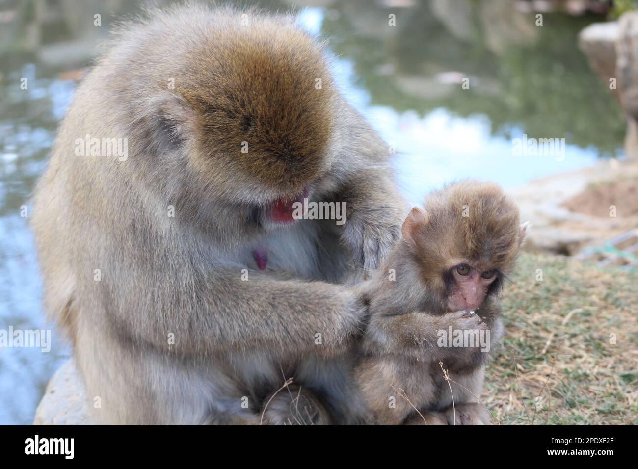 Japanese macaque in Kyoto, Japan Stock Photo