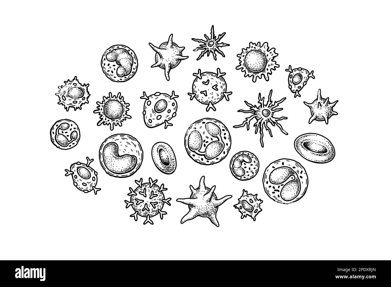 Blood cells isolated on white background. Scientific microbiology vector illustration in sketch style Stock Vector