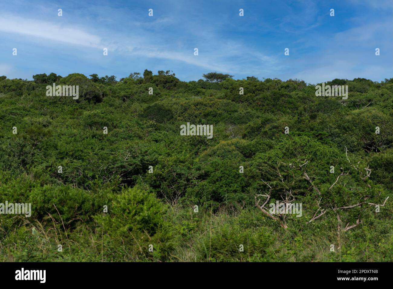 Habitat that has become quite dense due to less impact from elephants Stock Photo