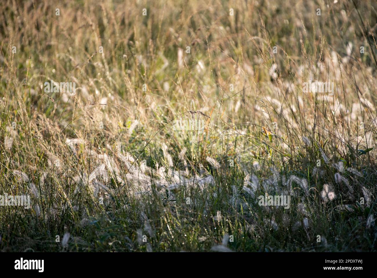 Grasses flowering in KwaZulu-Natal during February Stock Photo
