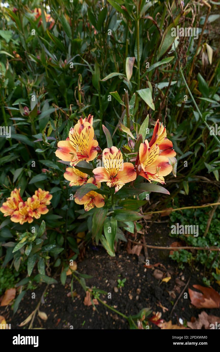 Alstroemeria colorful flowers Stock Photo