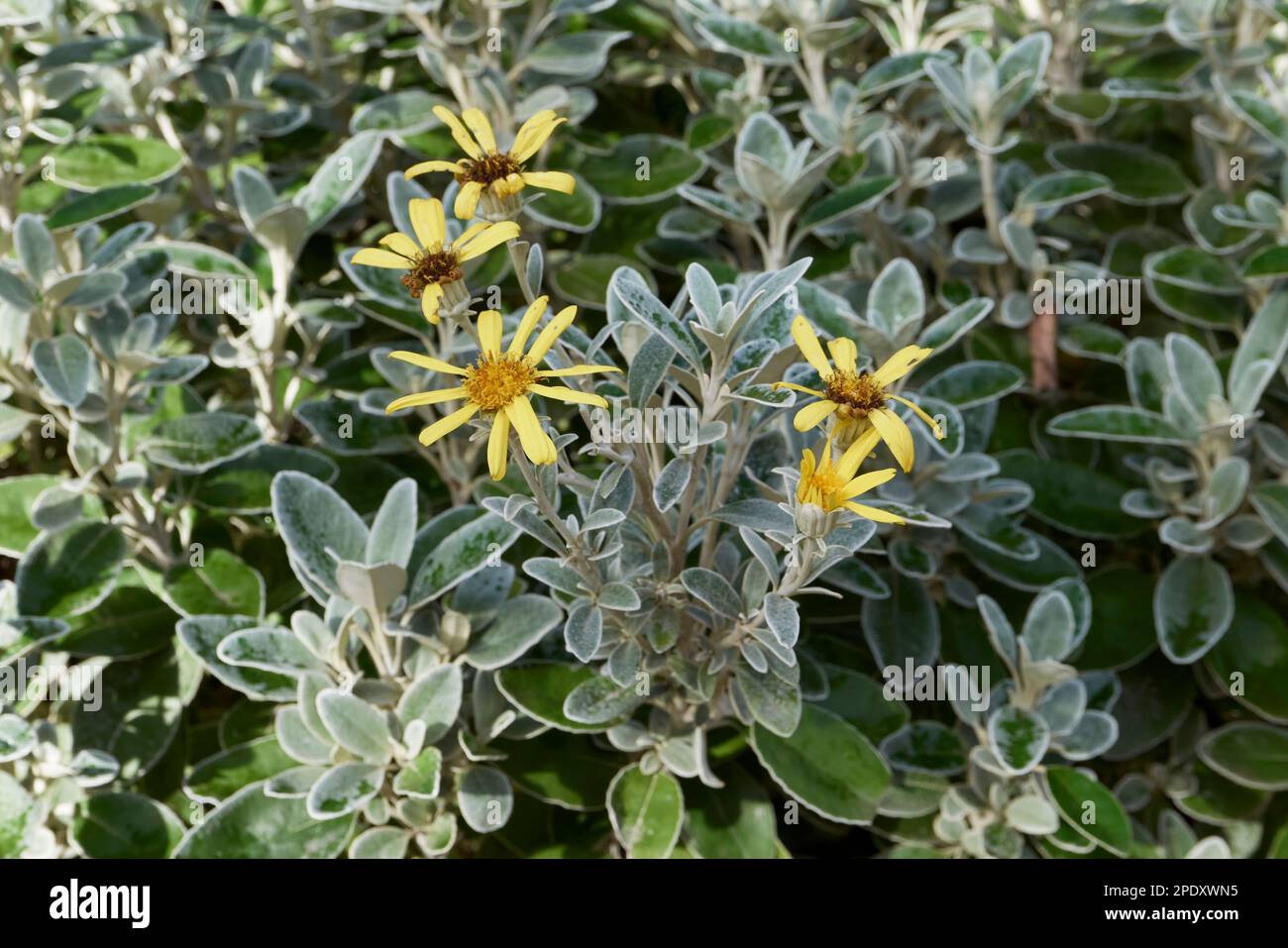 Brachyglottis greyi yellow flower Stock Photo