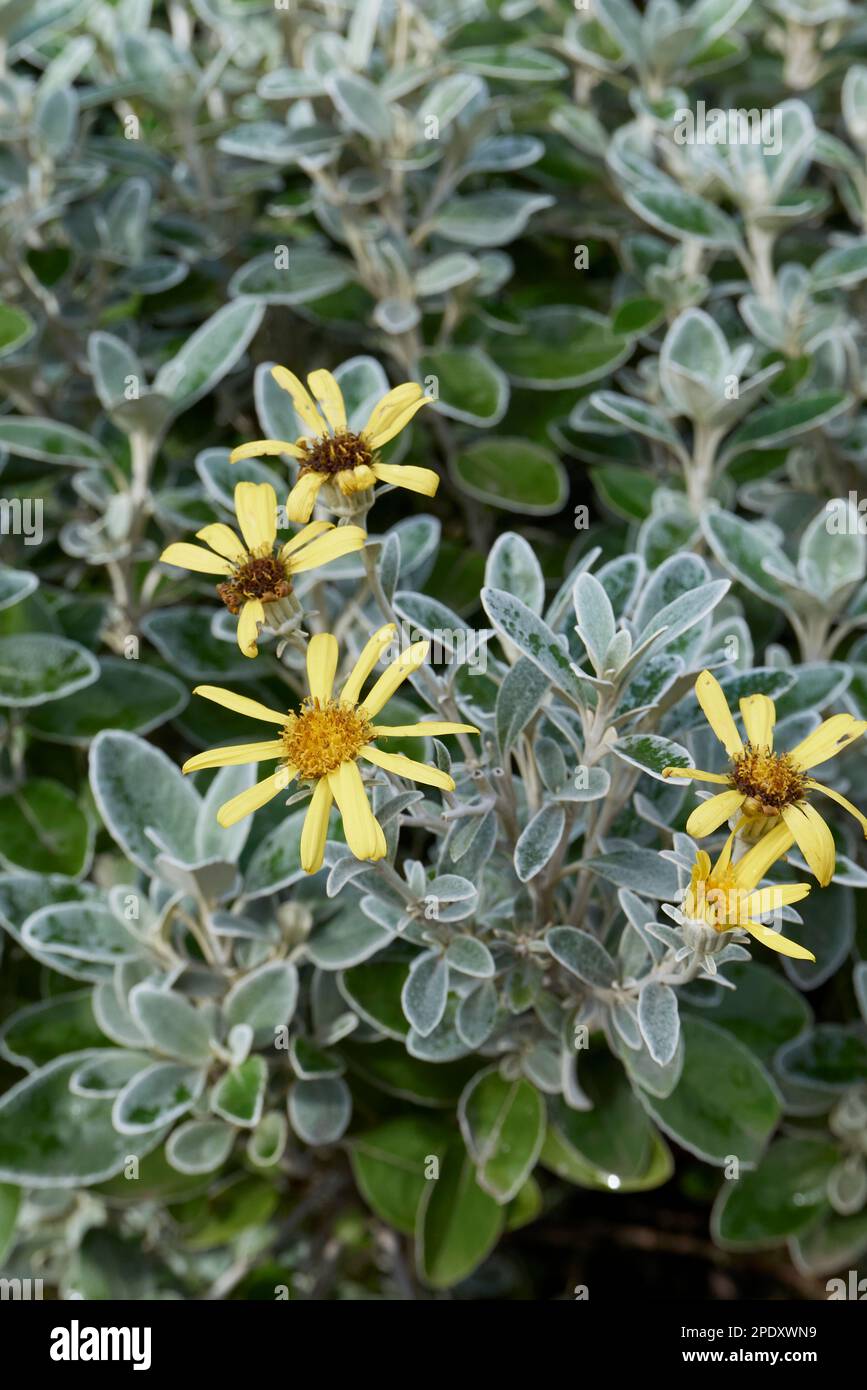 Brachyglottis greyi yellow flower Stock Photo