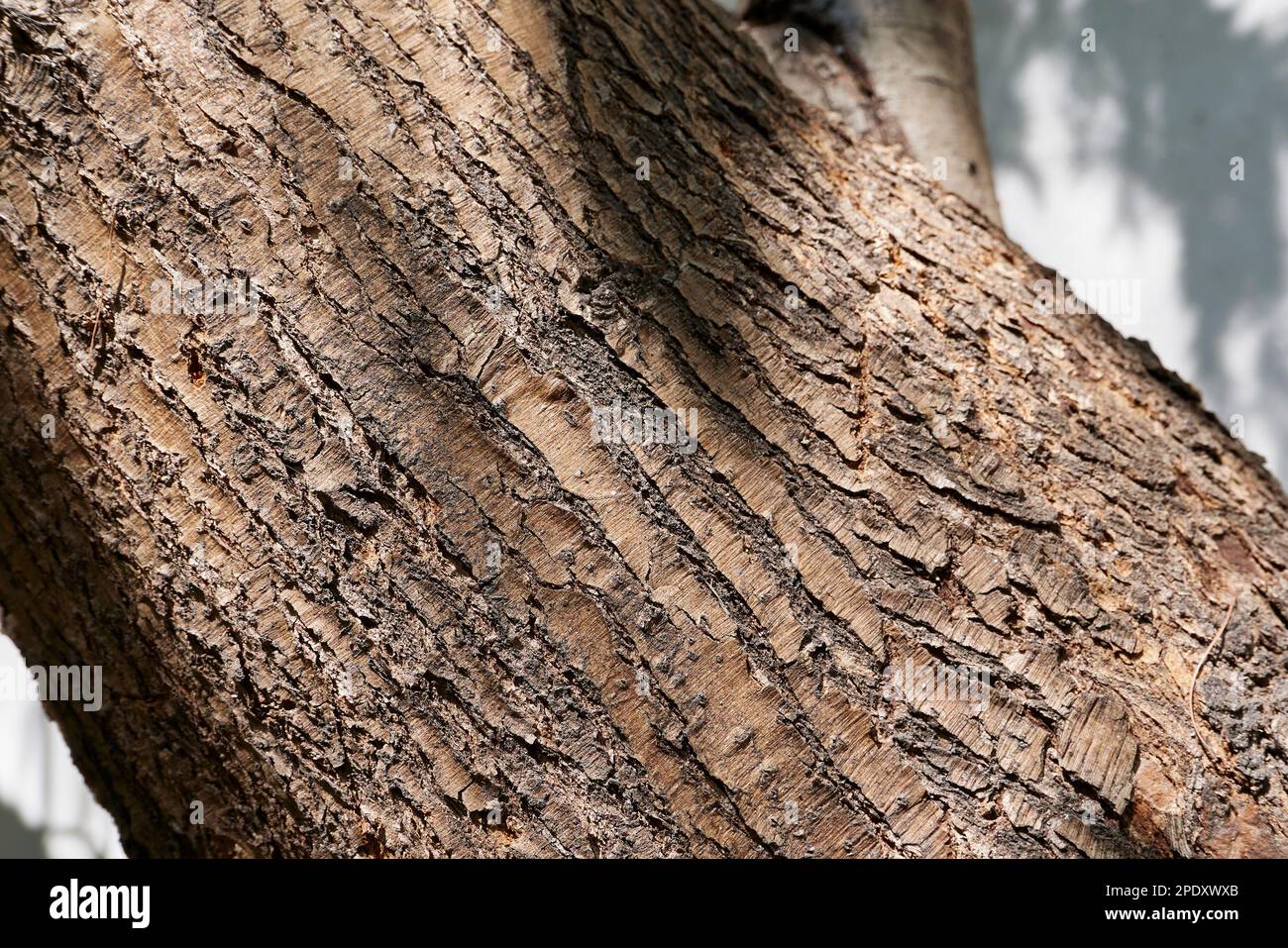Camphora officinarum branch and bark close up Stock Photo