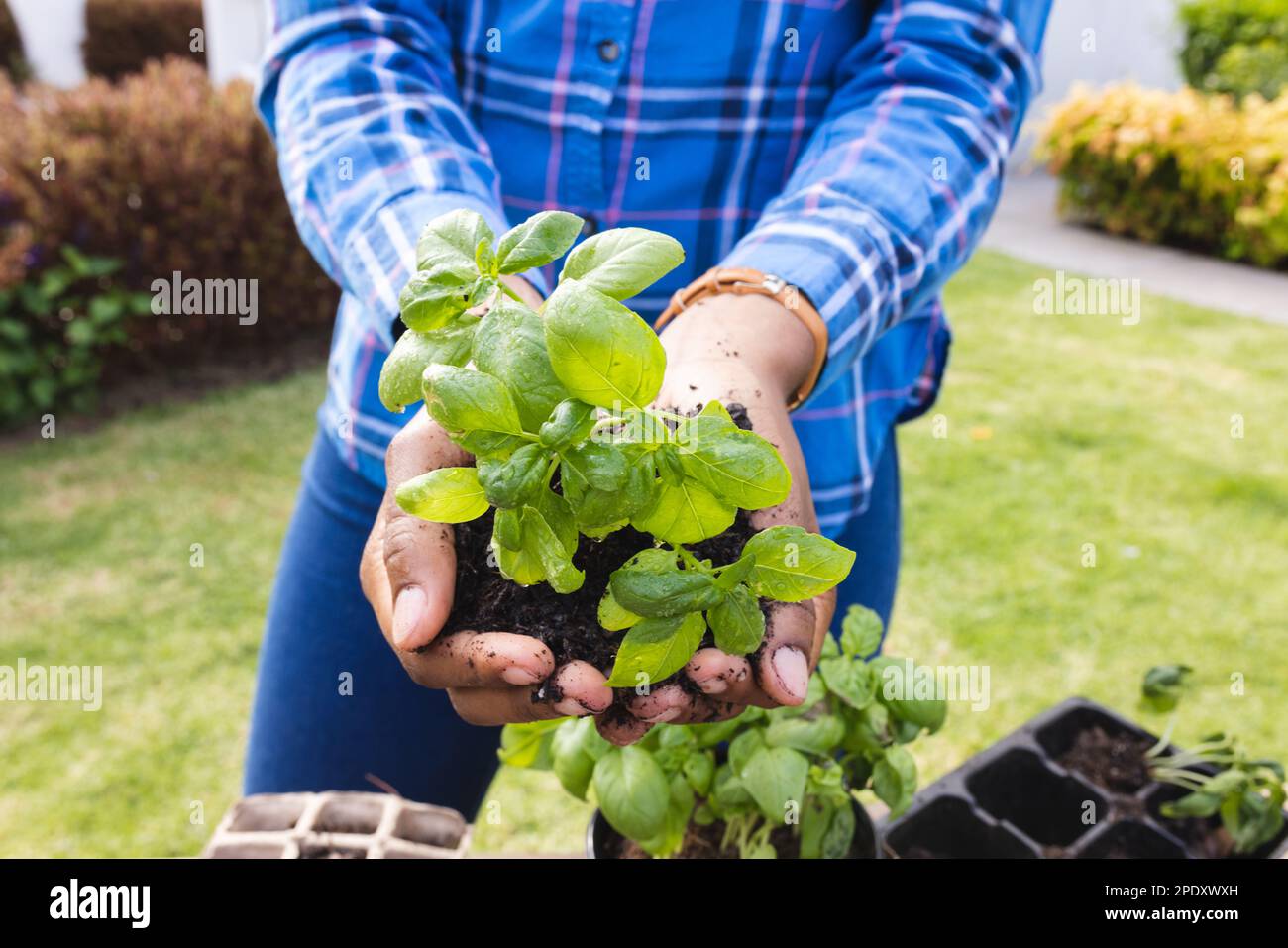 Midsection of african american woman holding basil plant Stock Photo