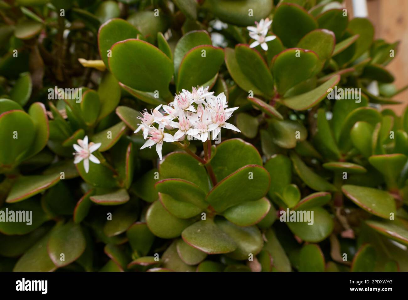 Crassula ovata in bloom Stock Photo