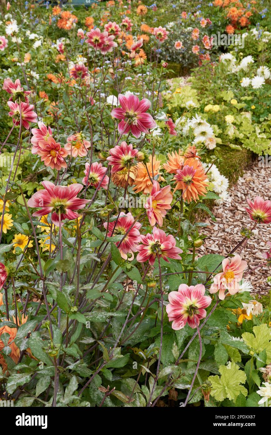 Dahlia flowers in an ornamental garden Stock Photo