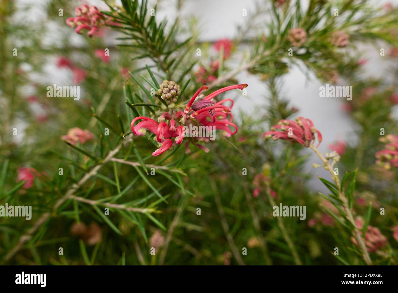 Grevillea rosmarinifolia red inflorescence Stock Photo